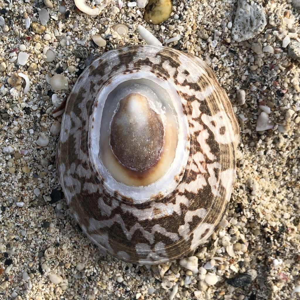 Turtle Limpet