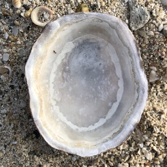 Cellana testudinaria