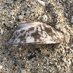 Cellana testudinaria