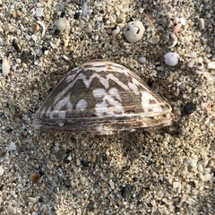 Cellana testudinaria
