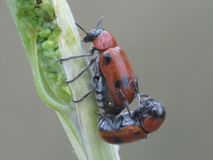Coptocephala scopolina