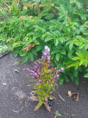 Gentianella auriculata