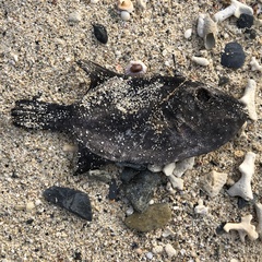 Canthidermis maculata