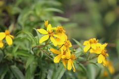 Electranthera mutica