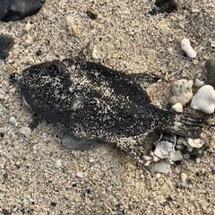 Canthidermis maculata