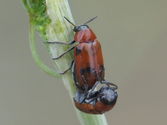 Coptocephala scopolina