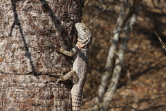 Oplurus cyclurus