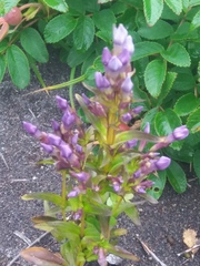 Gentianella auriculata