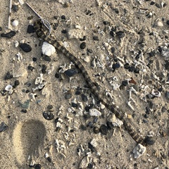 Emydocephalus ijimae