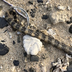 Emydocephalus ijimae