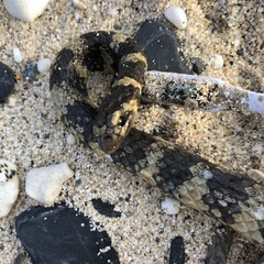 Emydocephalus ijimae