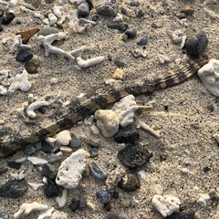 Emydocephalus ijimae