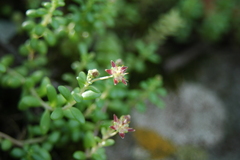 Sedum longipes