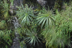 Agave dasylirioides