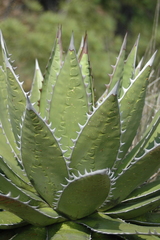 Agave horrida