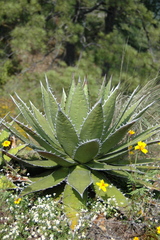 Agave horrida