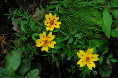Bidens ocellata