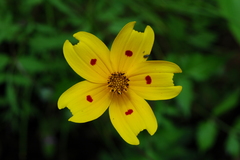 Bidens ocellata
