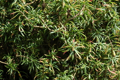 Sedum frutescens