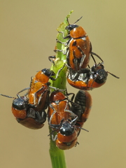 Coptocephala scopolina