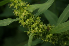 Rumex trisetifer