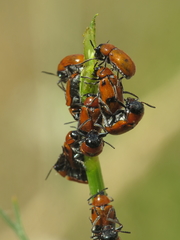 Coptocephala scopolina