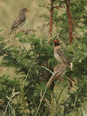 Quelea quelea quelea