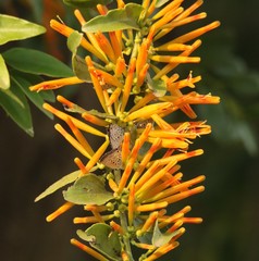 Agelanthus