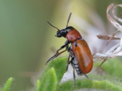 Coptocephala scopolina
