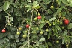 Capparis tomentosa