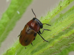 Coptocephala scopolina