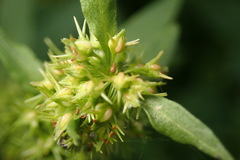 Rumex trisetifer