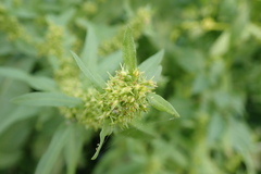 Rumex trisetifer