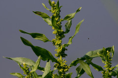 Rumex trisetifer