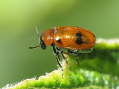 Coptocephala scopolina