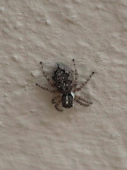 Menemerus semilimbatus