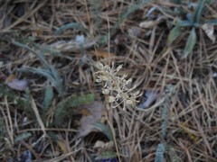 Lepidium campestre