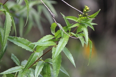 Electranthera mutica