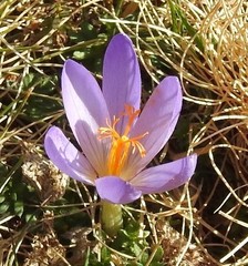 Crocus serotinus