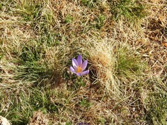 Crocus serotinus