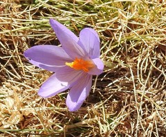 Crocus serotinus