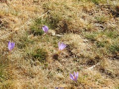 Crocus serotinus