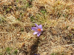 Crocus serotinus