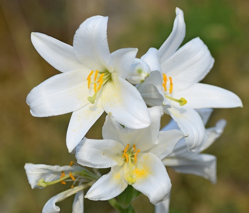 Lilium candidum