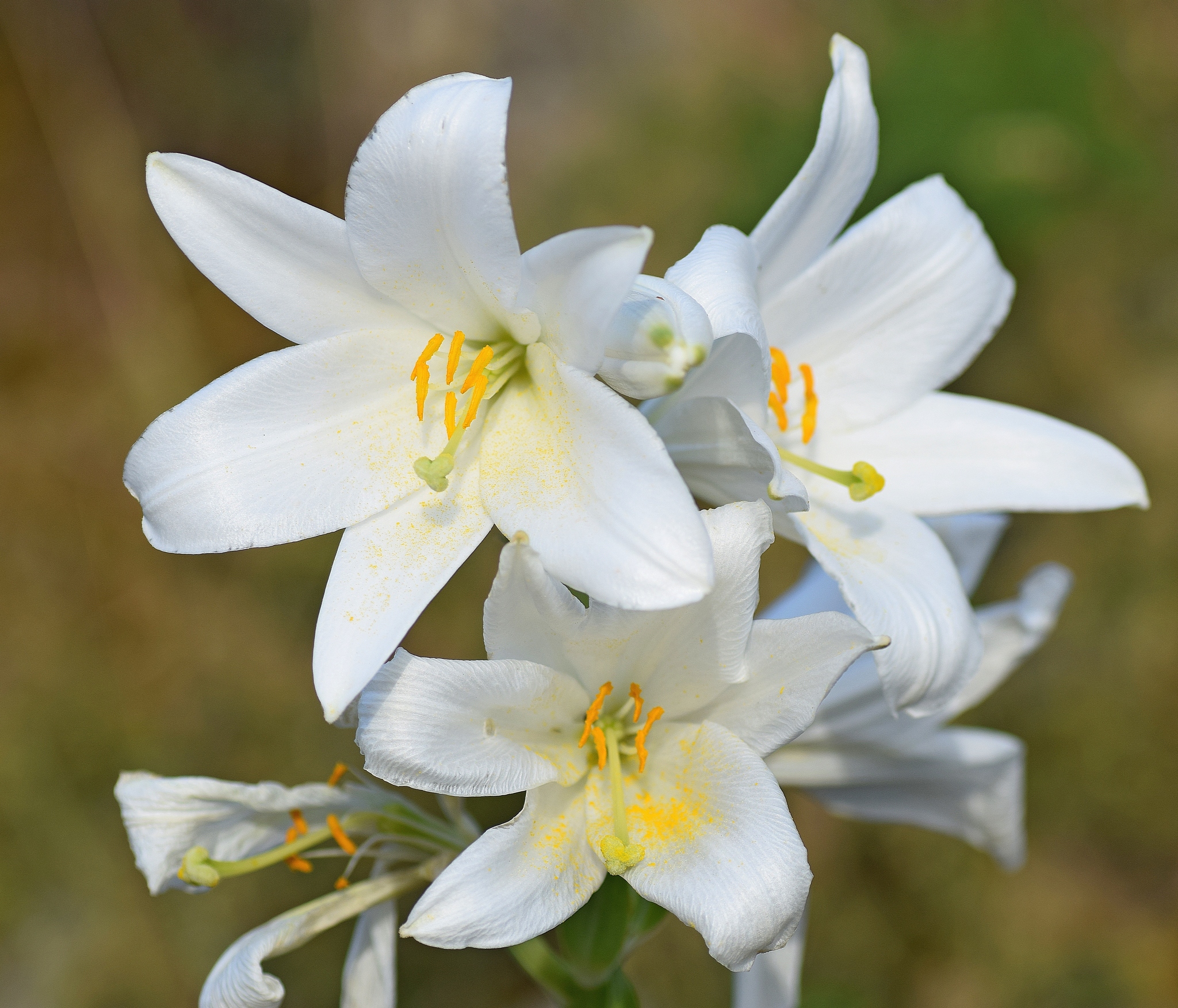 Ľalia biela (Lilium candidum): pôvod a využitie — fotografia 2