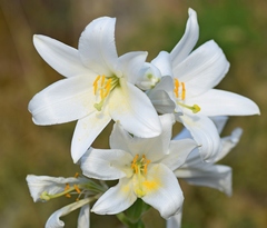 Lilium candidum