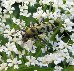 Chlorophorus herbstii