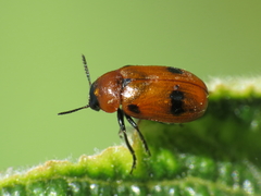 Coptocephala scopolina