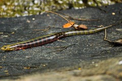 Diploglossus lessonae