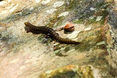 Diploglossus lessonae